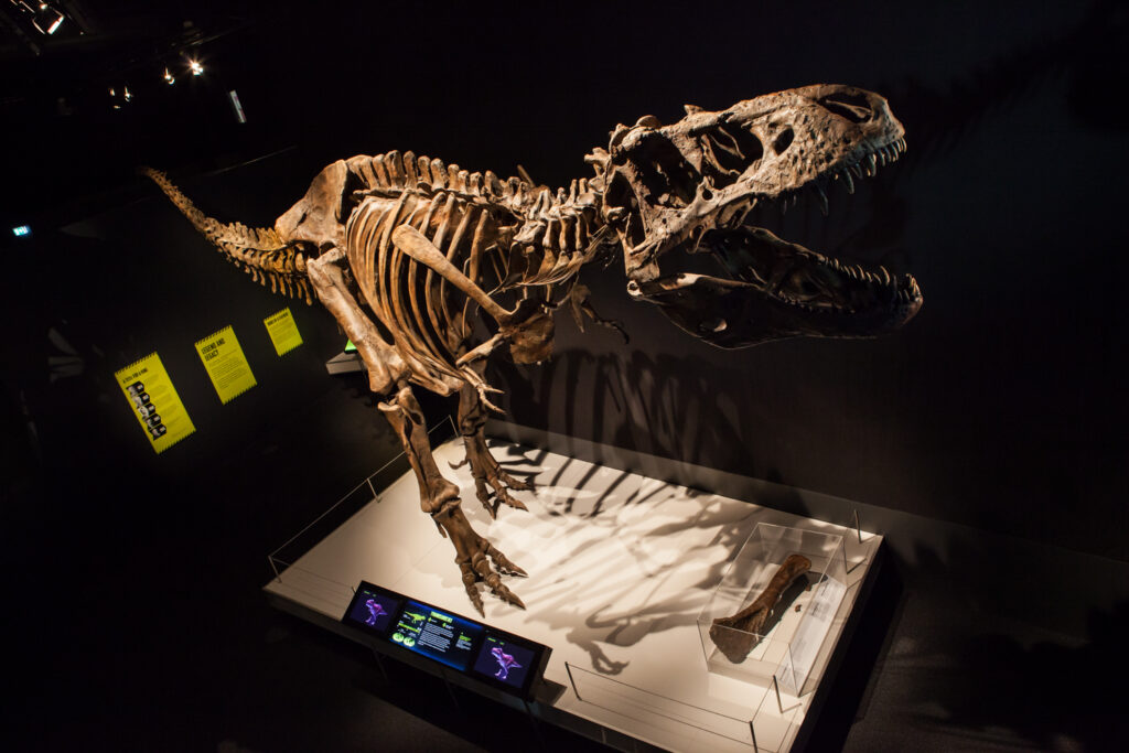 Tyrannosaurs: Meet the Family - photo credit: Mark Gambino