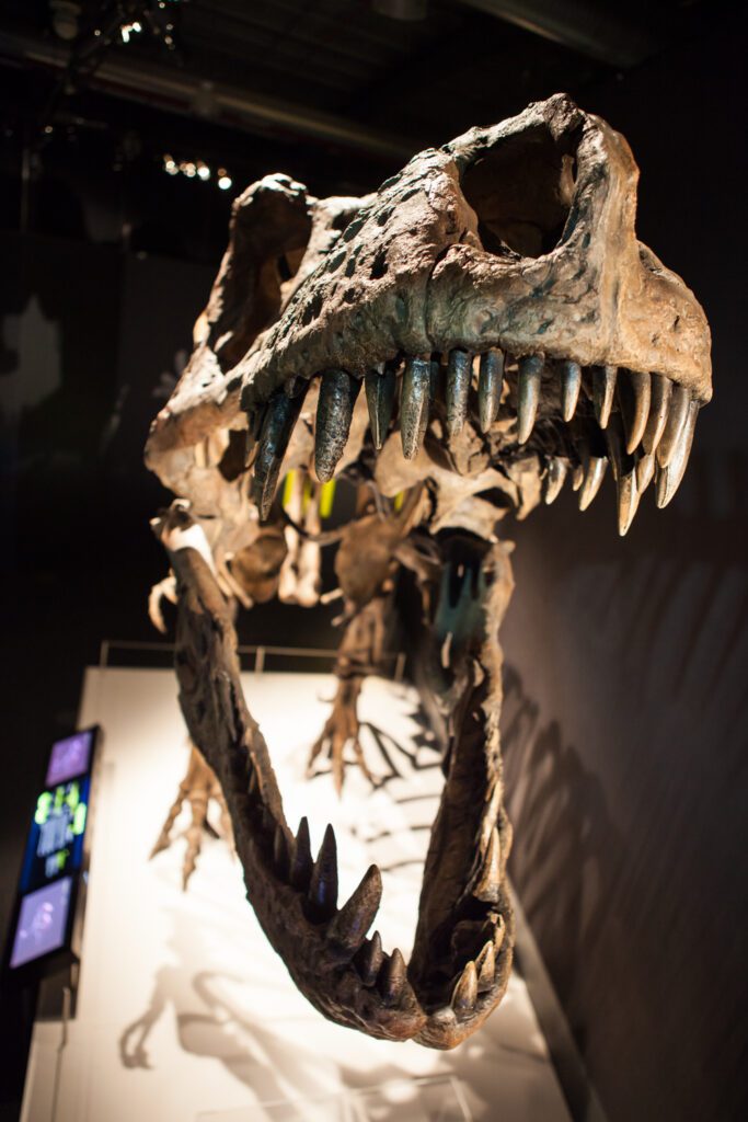 Tyrannosaurs: Meet the Family at Scienceworks - photo credit: Mark Gambino