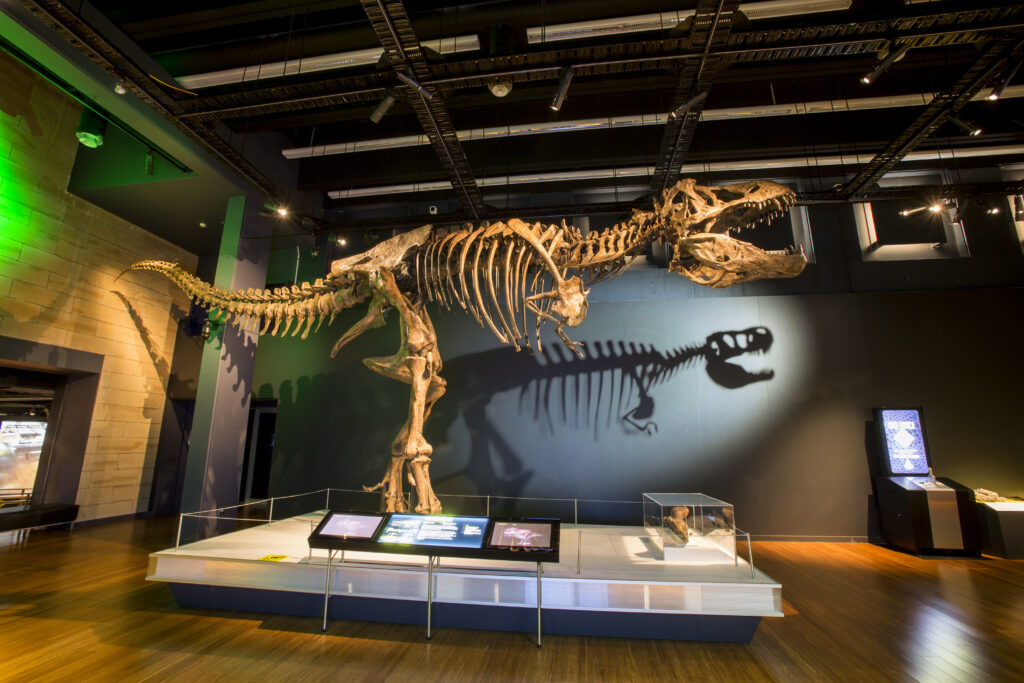 Tyrannosaurs: Meet the Family at Australian Museum - photo credit: James Horan