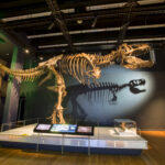 Tyrannosaurs: Meet the Family at Australian Museum - photo credit: James Horan