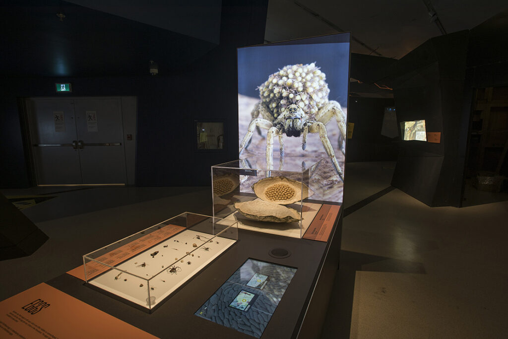 Spiders: From Fear to Fascination - Installation View