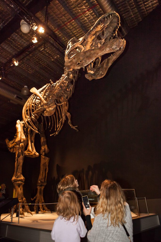 Tyrannosaurs: Meet the Family at Scienceworks - photo credit: Mark Gambino