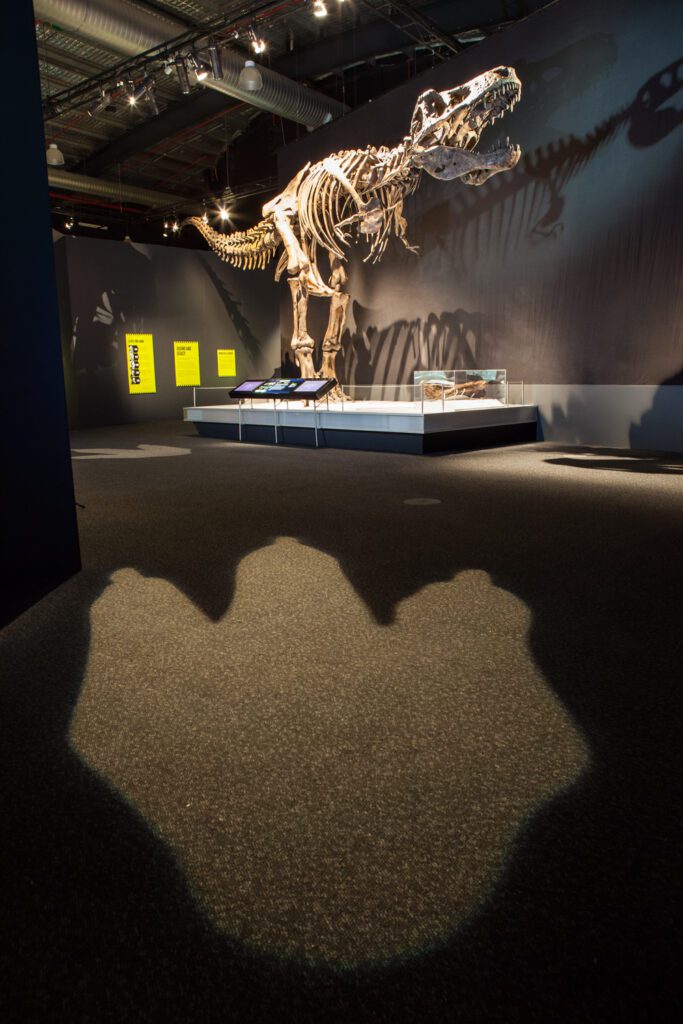 Tyrannosaurs: Meet the Family at Scienceworks - photo credit: Mark Gambino