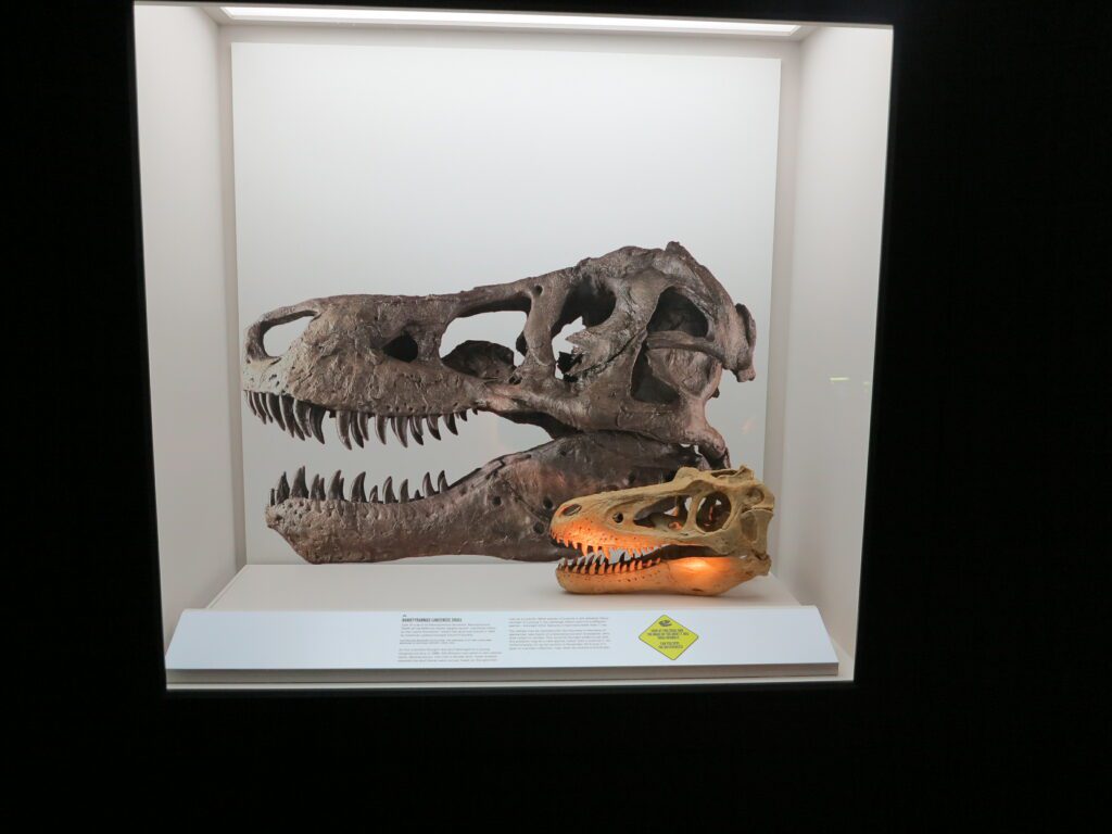 Tyrannosaurs: Meet the Family Installation View