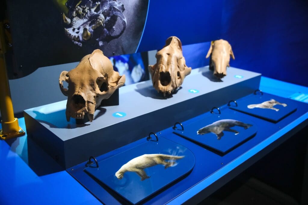 Four replica skulls from Mysteries from the Deep, featured by Smithsonian magazine, are displayed on a blue platform, each positioned above a labeled image of its corresponding animal.